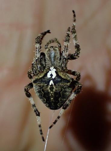 Araneus angulatus